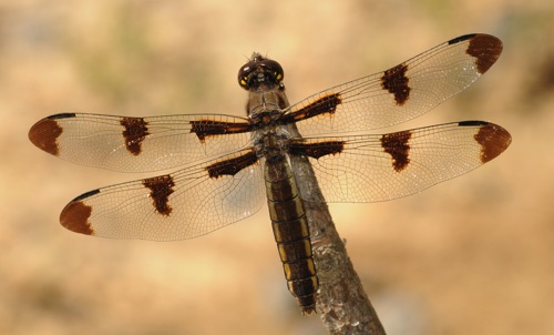 Female
2009_05_20_Floyd